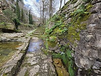 Le bain de forêt